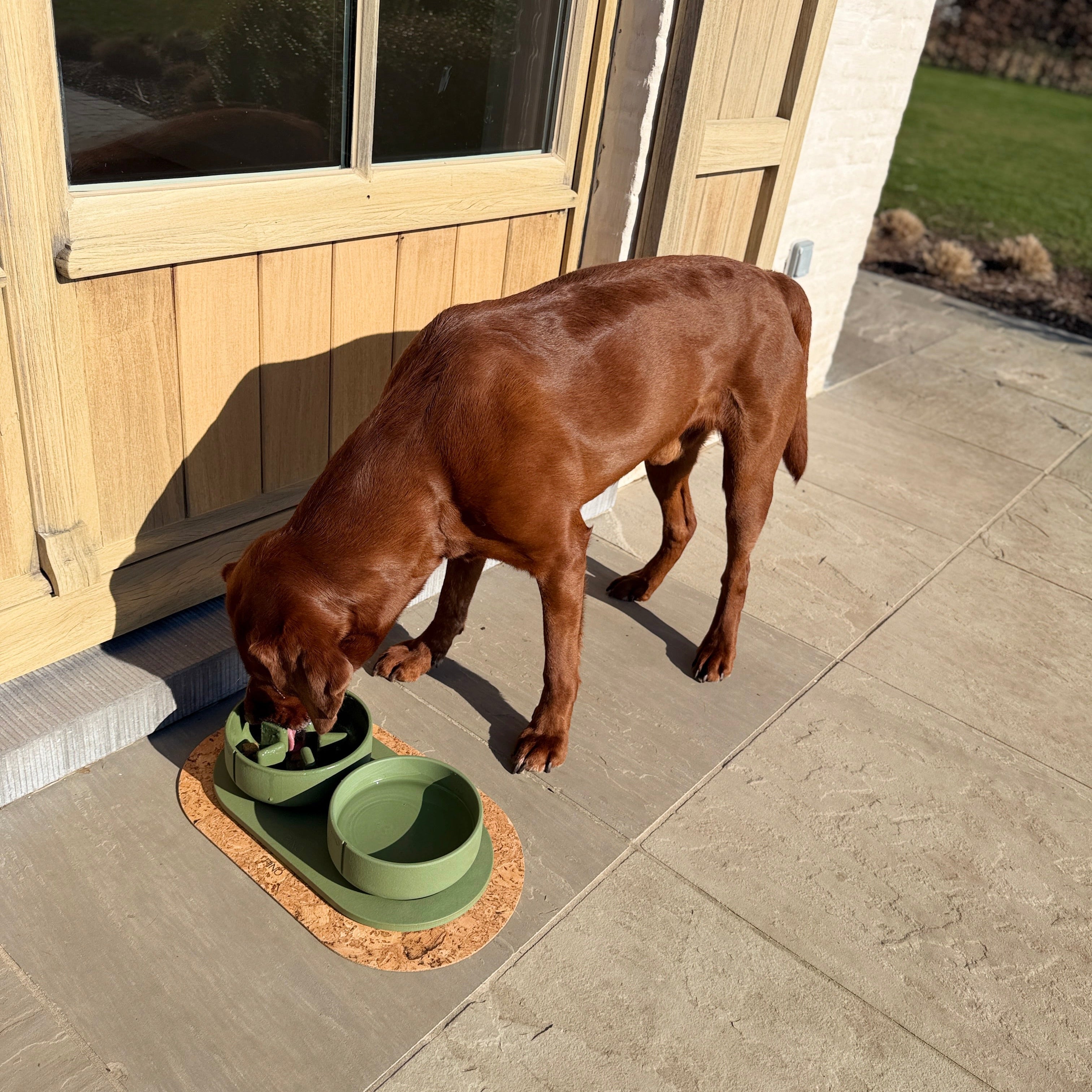 Bruine labrador eet hondenvoeding van Sunday Petsnd